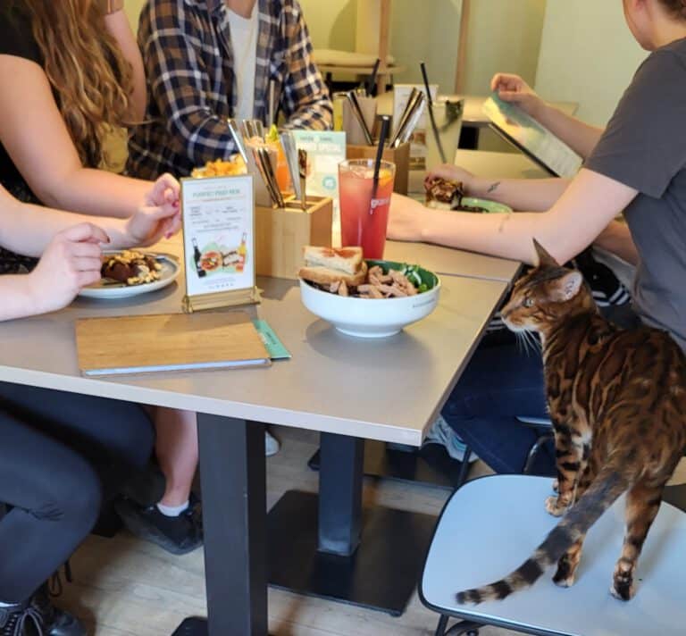 Menschen sitzen im Katzencafe und sprechen am Stammtisch bei veganem Essen